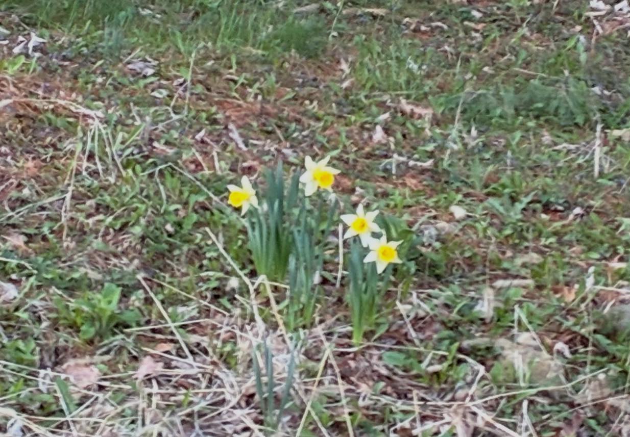 May be an image of grass